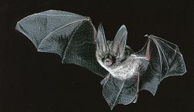 bat2 Illustration of A Bat